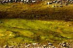 05 Wilczarz Couperin Immelmann 42